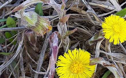 Вторая неделя мая порадует тюменцев теплом и солнечным небом