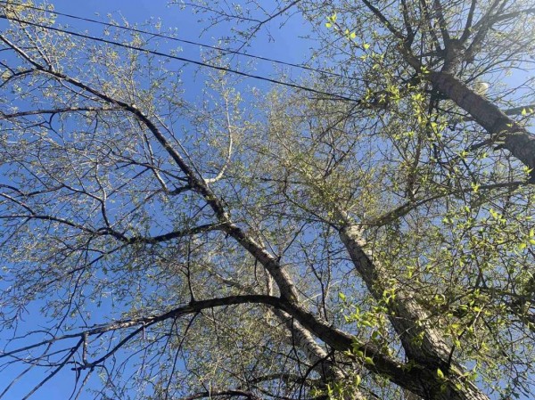 Тополь - ровесник Победы украшает улицу Профсоюзную в Тюмени