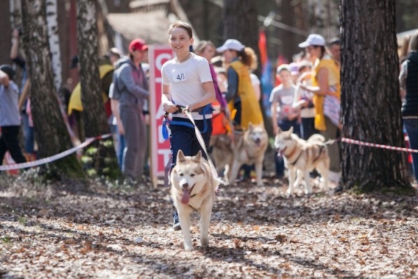 В Тюмени хаски и лайки примут участие в чемпионате по ездовому спорту