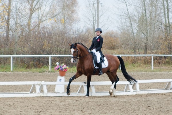 Всадники и лошади "станцуют" на соревнованиях по конному спорту в Тюмени