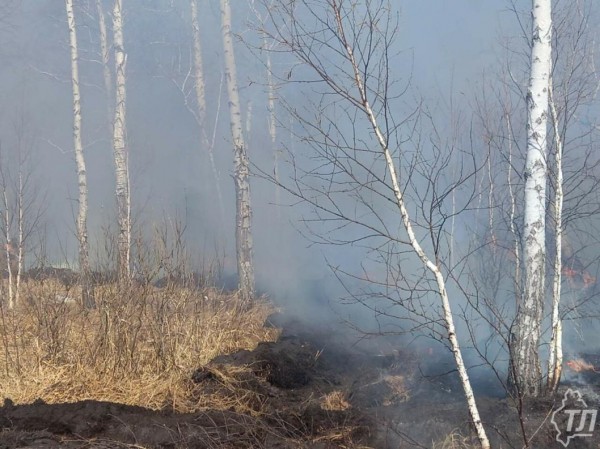 В Тюменской области трассу затянуло дымом из-за лесного пожара В Тюменской области трассу затянуло дымом из-за лесного пожара