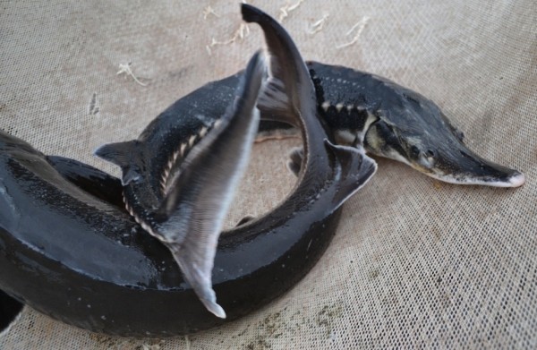 В Югре осудят рыбаков за вылов стерляди и осетра В Югре осудят рыбаков за вылов стерляди и осетра