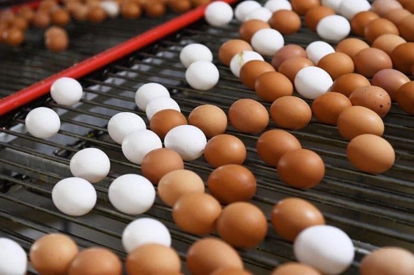 Тюменская область - лидер по производству яиц в УФО 