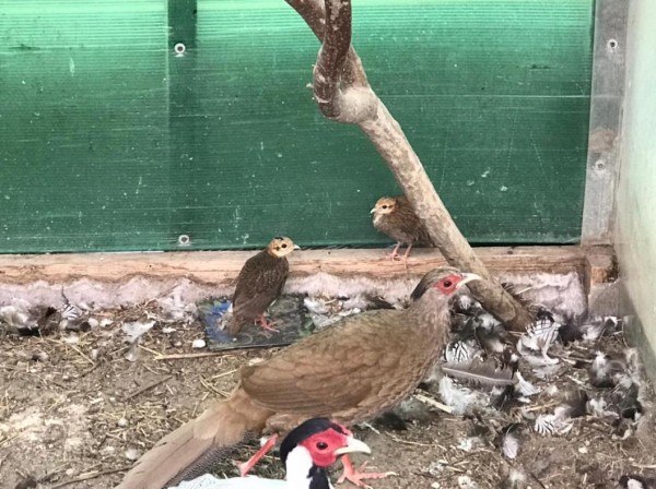 Серебряные фазаны из ишимского зоопарка вывели двух птенцов