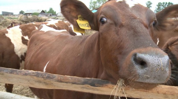 Сыр по бабушкиному рецепту начала варить из молока породистых буренок тобольский фермер