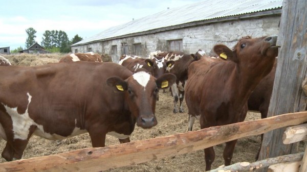 Сыр по бабушкиному рецепту начала варить из молока породистых буренок тобольский фермер
