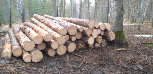 Житель Ишимского района незаконно вырубил деревья на 2,8 млн рублей