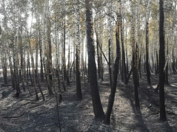 Более 30 млн рублей составил ущерб от лесных пожаров в Тюменской области Более 30 млн рублей составил ущерб от лесных пожаров в Тюменской области