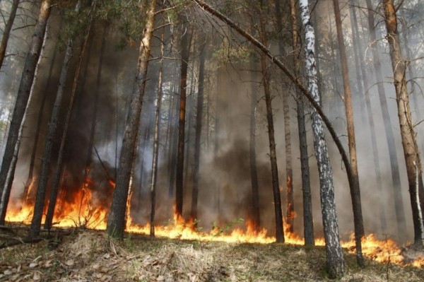 Два новых лесных пожара зафиксировано в Тюменской области за сутки