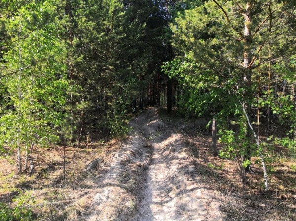 Тюменцам напомнили о действующем запрете на посещение лесов