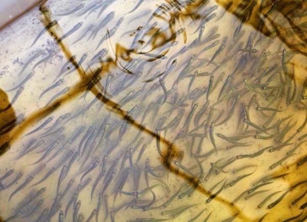 221 тыс. личинок щуки, пеляди, карпа выпустили в водоемы Нижнетавдинского района 