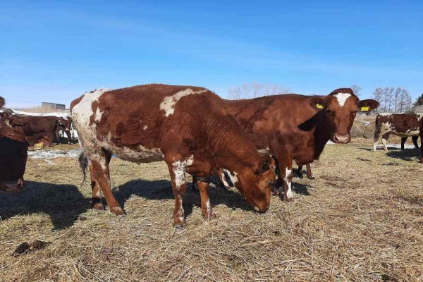 "Тюменской области - 77": "грантовые" коровы в Тобольском районе дали потомство