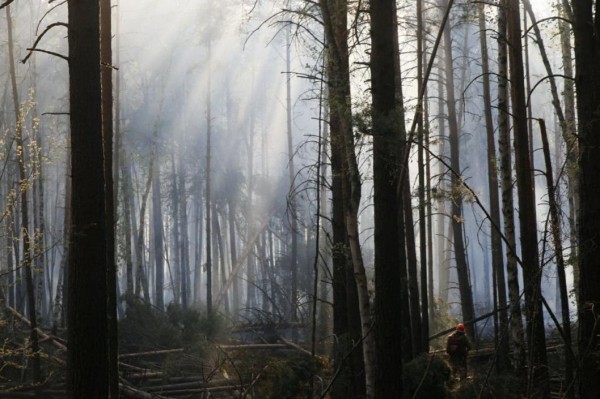 Александр Моор доложил Владимиру Путину о борьбе с природными пожарами