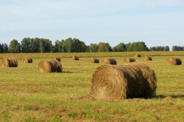 Фермеры Ишимского района заканчивают заготовку сена