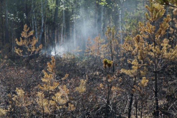 В Тюменской области потушили один лесной пожар 