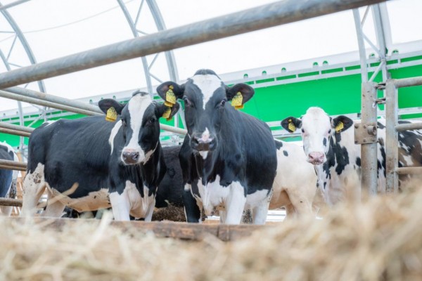 Предприятие "Тюменские молочные фермы" увеличило производство молока на 14%  