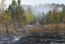 Названы предварительные причины лесного пожара в районе базы отдыха "Боровое" под Тюменью Названы предварительные причины лесного пожара в районе базы отдыха "Боровое" под Тюменью