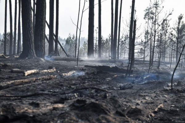 Названы предварительные причины лесного пожара в районе базы отдыха "Боровое" под Тюменью Названы предварительные причины лесного пожара в районе базы отдыха "Боровое" под Тюменью