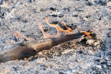 Названы предварительные причины лесного пожара в районе базы отдыха "Боровое" под Тюменью Названы предварительные причины лесного пожара в районе базы отдыха "Боровое" под Тюменью