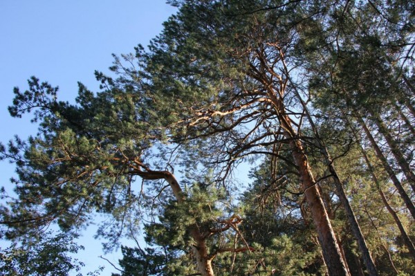 В Тюменской области не выявлено новых природных пожаров за сутки