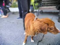 Тюменцы вышли на здоровую прогулку с домашними питомцами