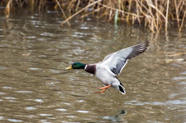 Новый очаг птичьего гриппа выявлен в Тюменской области 
