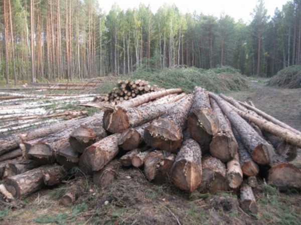 Тюменец незаконно спилил сосны на 265 тысяч рублей