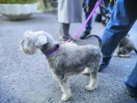 Тюменцы вышли на здоровую прогулку с домашними питомцами