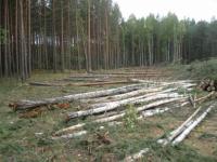 Тюменец незаконно спилил сосны на 265 тысяч рублей