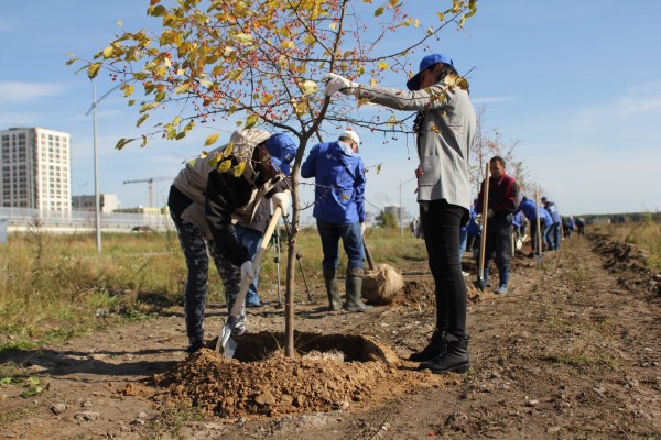 
Вдоль пешеходной зоны по улице Федюнинского высажена яблоневая аллея
