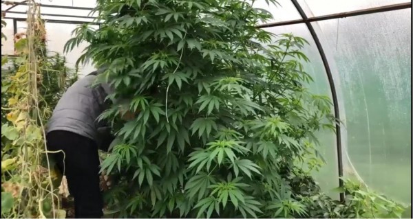 Тоболяк выращивал коноплю в собственной теплице