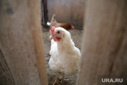 Тюменцы жалуются на горы мертвых кур. &laquo;Валяются незакрытыми&raquo;
