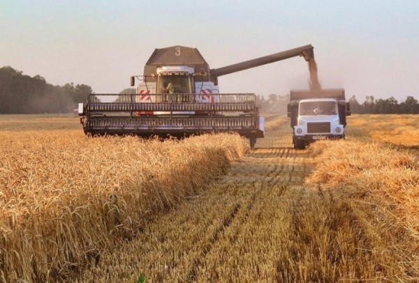 Аграрии Тюменской области вышли на плановый результат, несмотря на капризы погоды