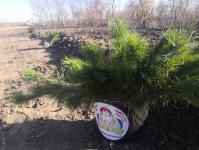 На озере Чемпионов под Тюменью разобьют аллею Памяти