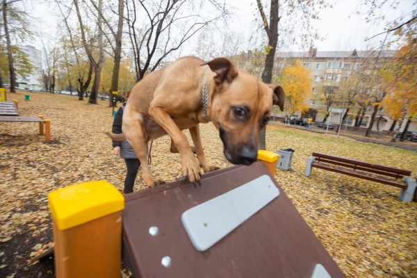 
Инициативное бюджетирование: в Телевизионный сквер – для дрессировки собак
