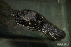 Силовики займутся мучившим крокодила тюменским магазином. Видео