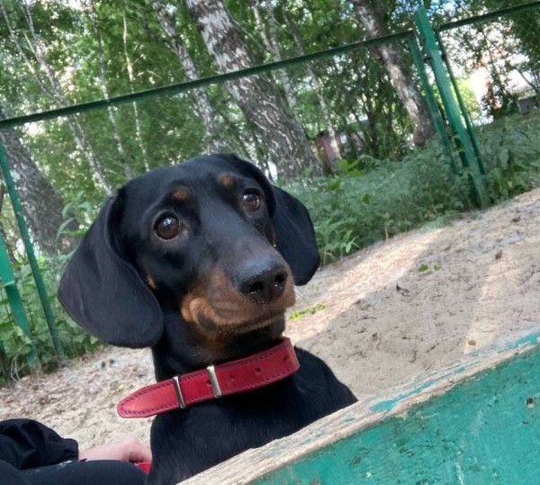 Премьера документального фильма о тюменских приютах пройдет в онлайн 