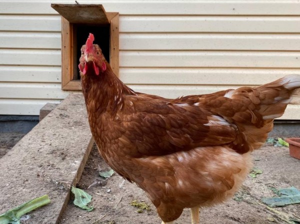 Снят карантин, введенный из-за птичьего гриппа в селе Казанского района