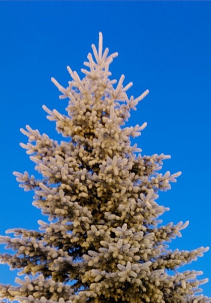 
Приобретайте ели на специально организованных базарах и в магазинах города
