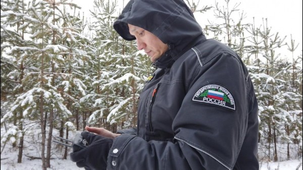 Незаконную рубку елей в тюменских лесах выявляют беспилотниками