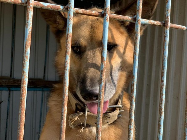 В Тюменской области четыре приюта для бездомных животных станут межмуниципальными 