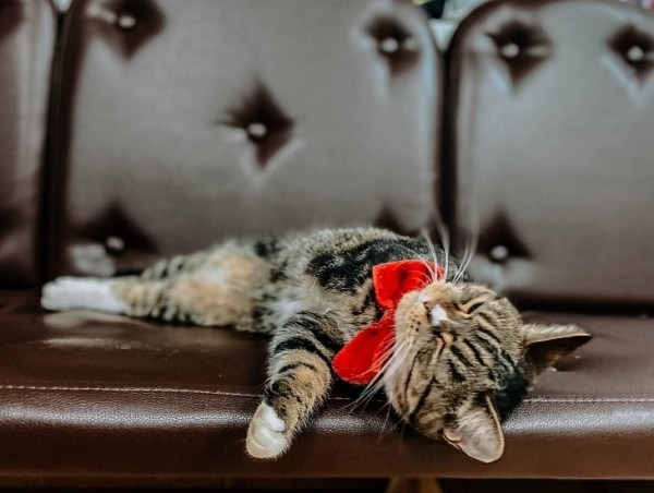 Владелица ветклиники из Тюмени расширила бизнес при поддержке "Гарантийного фонда"