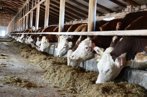 Гранты по программе "Агростартап" помогают тюменским фермерам 