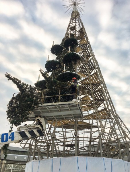 
До свидания, елочки!
