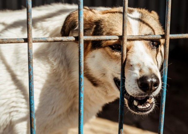 Зооволонтеры проведут благотворительную встречу в Тюмени 