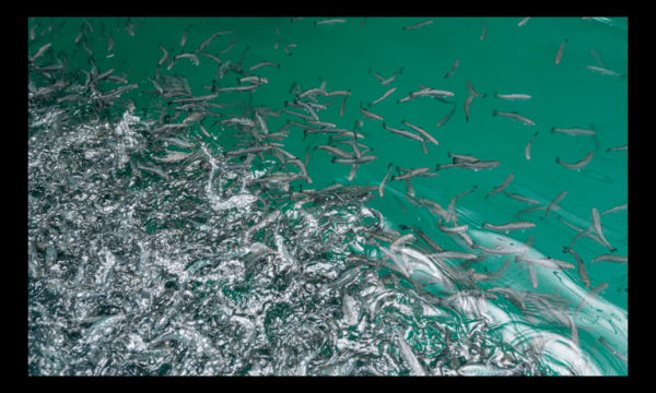 Из Тюменской области на Ямал доставлено 11 миллионов штук икры муксуна 