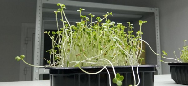 Особые тюменцы вырастили микрозелень в своих мастерских