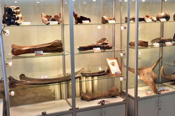 Капитаны бизнеса: в Абатском районе можно создать музей палеонтологии