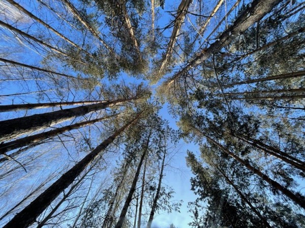 В Тюмени управляющие компании получат субсидии на посадку деревьев 