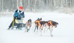 Тюменские погонщики ездовых собак заняли призы чемпионата и этапа Кубка Урала и Сибири 